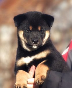 picture of dog