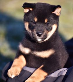picture of dog