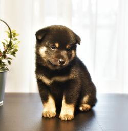 picture of dog