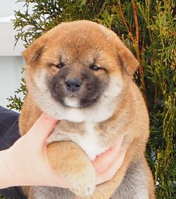 picture of dog