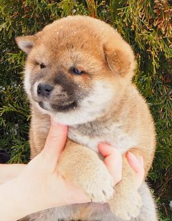 picture of dog