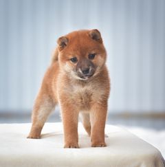 picture of dog
