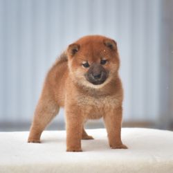 picture of dog