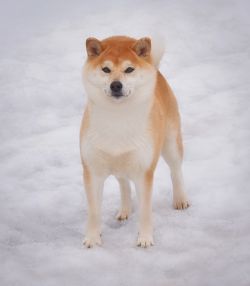 picture of dog