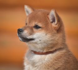 picture of dog