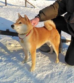 picture of dog