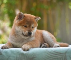 picture of dog