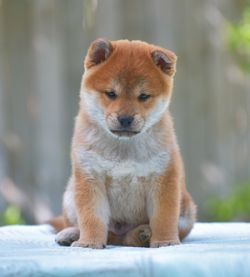 picture of dog