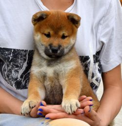 picture of dog