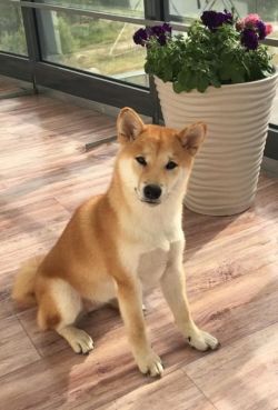 picture of dog