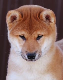 picture of dog