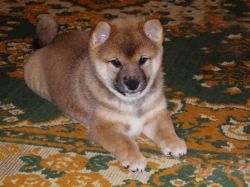 picture of dog