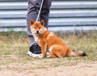 picture of dog