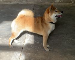 picture of dog