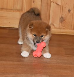 picture of dog