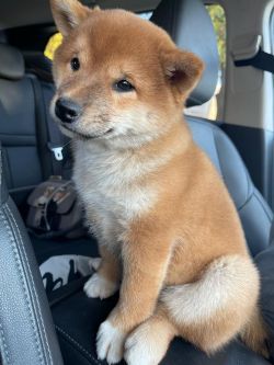 picture of dog