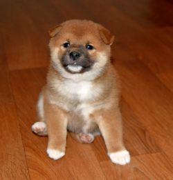 picture of dog