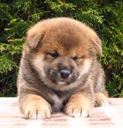 picture of dog