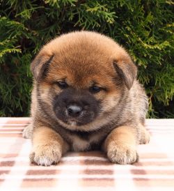 picture of dog