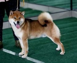 picture of dog