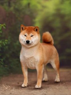 picture of dog