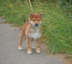 picture of dog