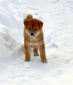 picture of dog