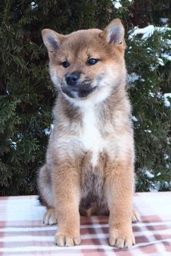 picture of dog