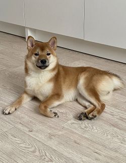 picture of dog