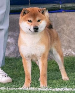 picture of dog