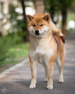 picture of dog