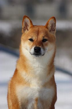 picture of dog