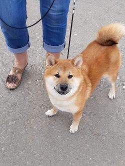 picture of dog