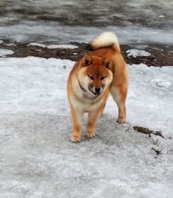 picture of dog