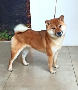 picture of dog