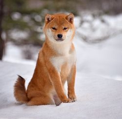 picture of dog
