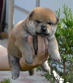 picture of dog