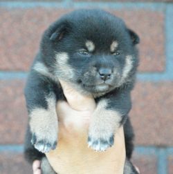 picture of dog