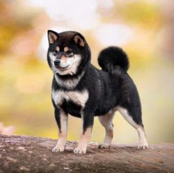 picture of dog
