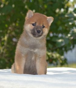 picture of dog