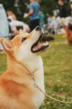 picture of dog