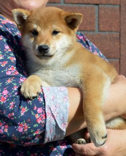 picture of dog