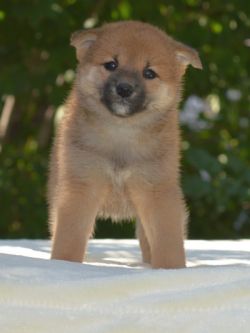 picture of dog