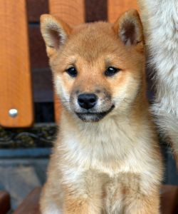 picture of dog