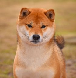 picture of dog