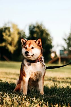 picture of dog