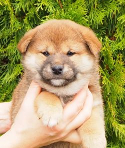 picture of dog
