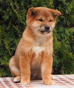 picture of dog