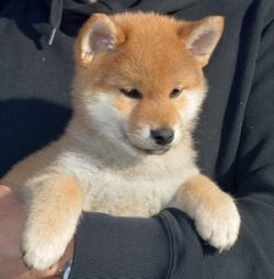 picture of dog