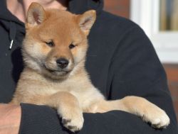 picture of dog